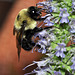 hyssop and bee-a--DSC 1149