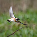 Whinchat take off