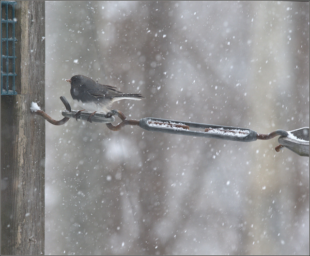 Snowbird at our feeder