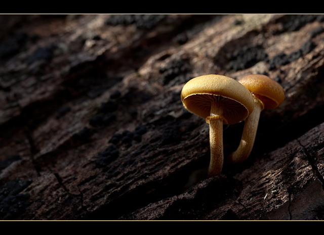 Pictures for Pam, Day 55: Pair of Mushrooms