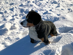 Da steckt ein Hund in dem Schnee...