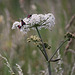 Six Spot Burnet Moth + a Hoverfly
