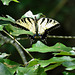Eastern tiger swallowtail butterfly female