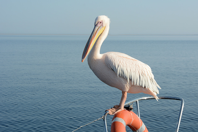 Namibia, Walvis Bay, Pelican Poses for a Photo