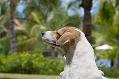 Mauritius Straßenhunde DSC08472