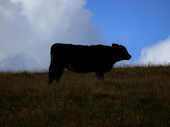 Cow, Blaen Bran, Upper Cwmbran 31 August 2017