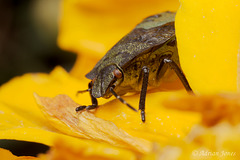 Common Green Shieldbug Nymph (Palomena prasina).