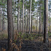 Burning the pine forest