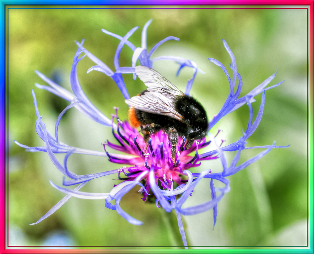 Bumblebee on mountain cornflower. ©UdoSm