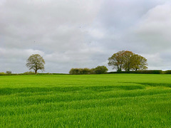 Fields starting to grow crops