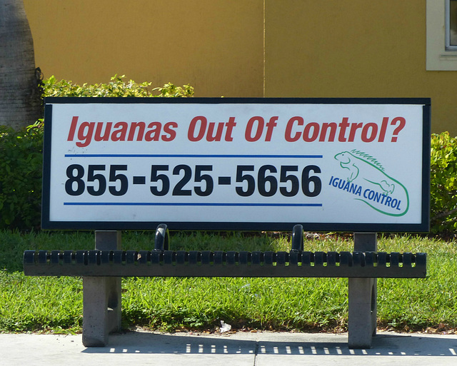 Iguanas Out Of Control? - 24 October 2018