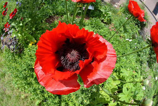 Klatschmohn