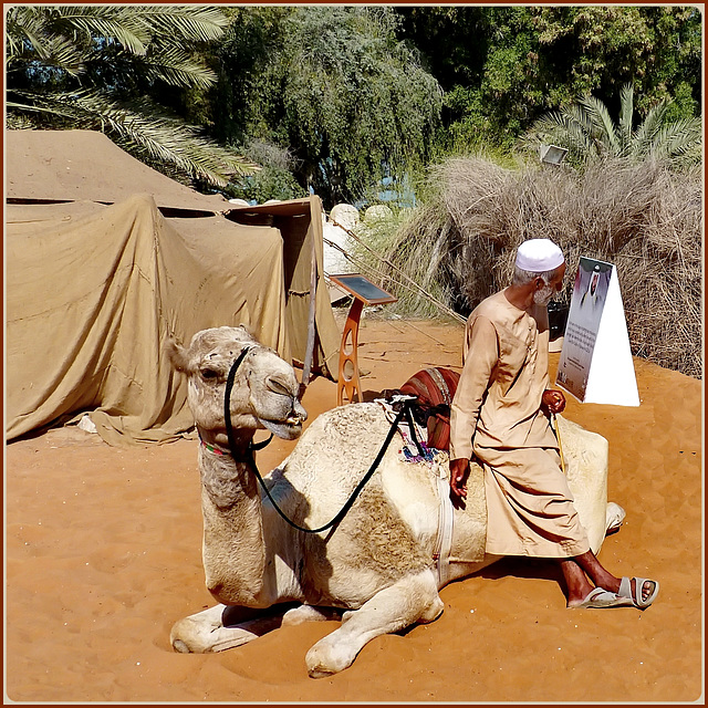 AbuDhabi : il beduino e il suo dromedario non potevano mancare !
