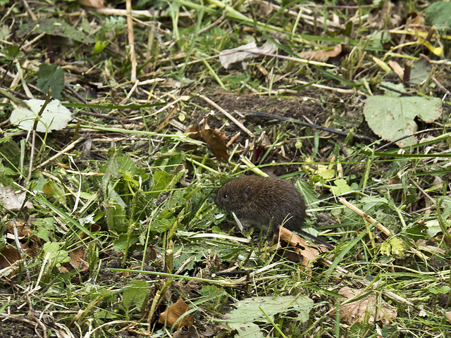 A small rodent (mouse) which runs in the grass