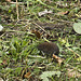 A small rodent (mouse) which runs in the grass