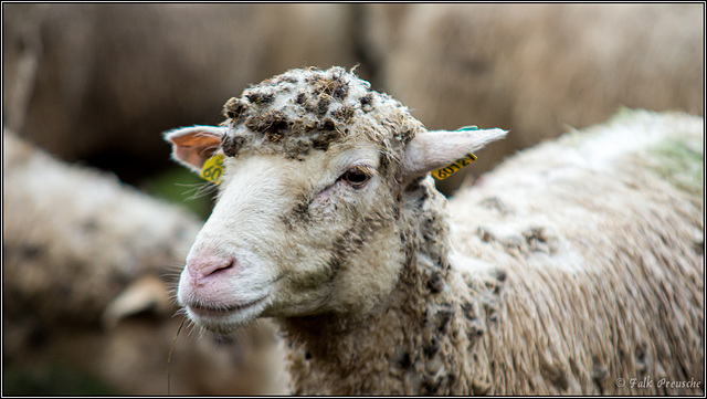 Schaf mit Strickmütze