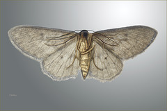 Underside of a moth