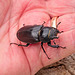 Female Stag Beetle (+2 PiPs)