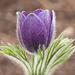 European Pasque Flower / Pulsatilla vulgaris