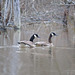 Canada geese on the beaver pond