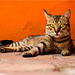 Cat from Trinidad, Cuba