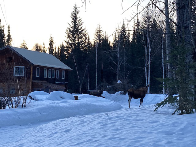guard moose