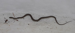 Snake in the bottom of a dry water tank.