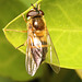 IMG 2148Hoverfly