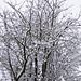 Tree and snow