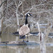 Canada goose on the beaver pond