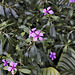 Madigascar Periwinkle – Princess of Wales Conservatory, Kew Gardens, Richmond upon Thames, London, England