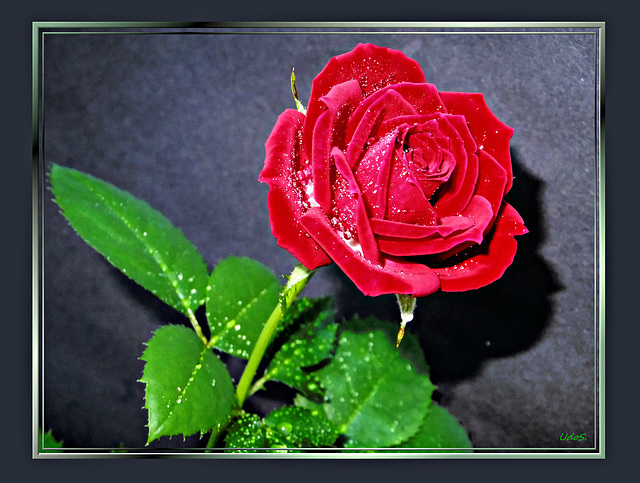 A Brilliant Rose for Sunday... ©UdoSm