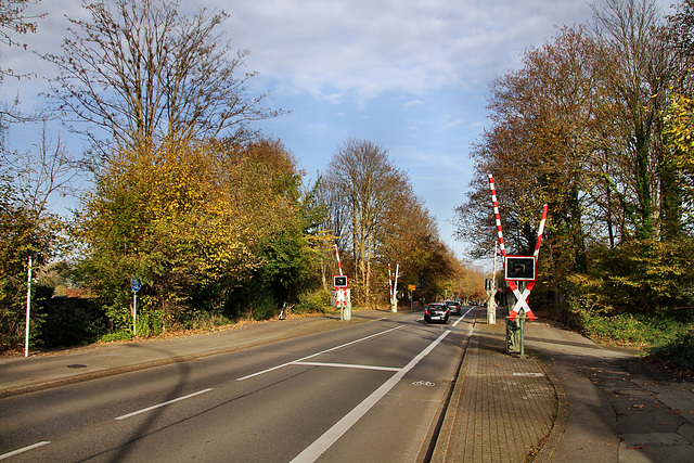 Am Rombergpark (Dortmund-Brünninghausen) / 8.11.2020