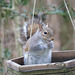 Grey squirrel on the "bird" feeder