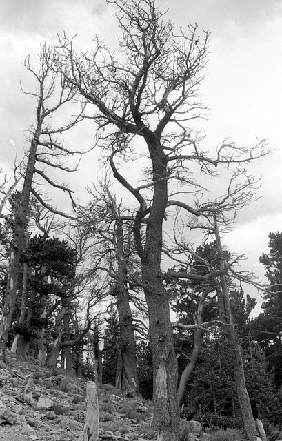Dead bristlecone pines