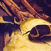 20160812 2205VRAw [D~ST] Kongo Rosenkäfer (Pachnoda margirata), Zoo Rheine
