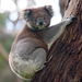 Koala escaladant un arbre