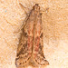 Moth IMG 0195v2