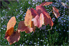 L'automne dans mon jardin - Der Herbst in meinem Garten - Autumn in my garden