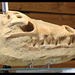 crâne reptile- Crocodilien ( mines de phosphates du Maroc )