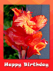 Canna Lily red - 22.7.2016