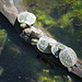 Four young turtles