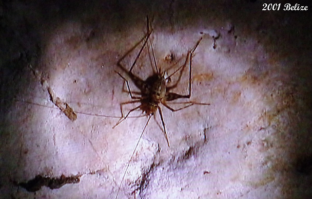 92 A Large Cave Cricket