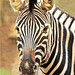 Portrait Zebra