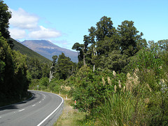 Road through native forest from lake Rotopounamu to NP Tongariro