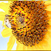 Blütenkorb der Sonnenblume... ©UdoSm
