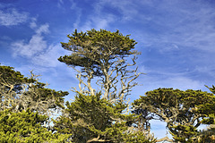 Monterey Cypress Trees – Point Lobos State Natural Reserve, California