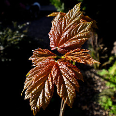 Sunlight on a Sycamore Leaf