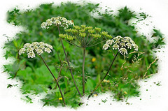 ~Queen Anne's Lace~