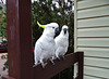 visit from cockatoos